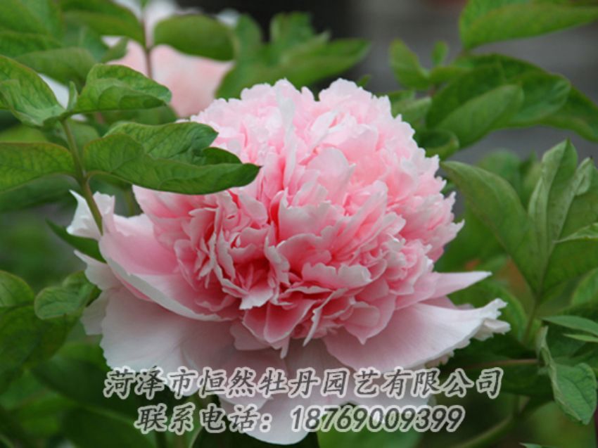 點(diǎn)擊查看詳細(xì)信息<br>標(biāo)題：粉色牡丹 閱讀次數(shù)：1991