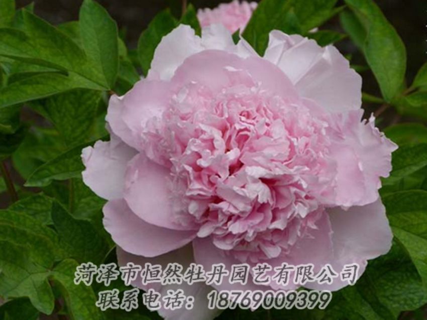 點(diǎn)擊查看詳細(xì)信息<br>標(biāo)題：粉色牡丹 閱讀次數(shù)：2109
