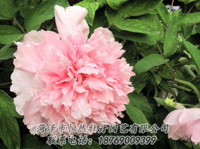 點(diǎn)擊查看詳細(xì)信息<br>標(biāo)題：粉色牡丹 閱讀次數(shù)：1944