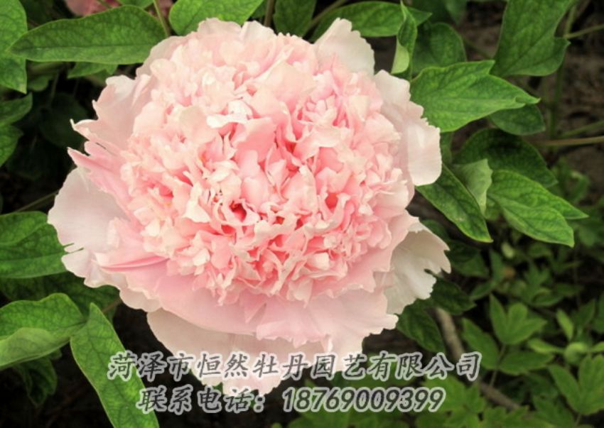 點(diǎn)擊查看詳細(xì)信息<br>標(biāo)題：粉色牡丹 閱讀次數(shù)：2049