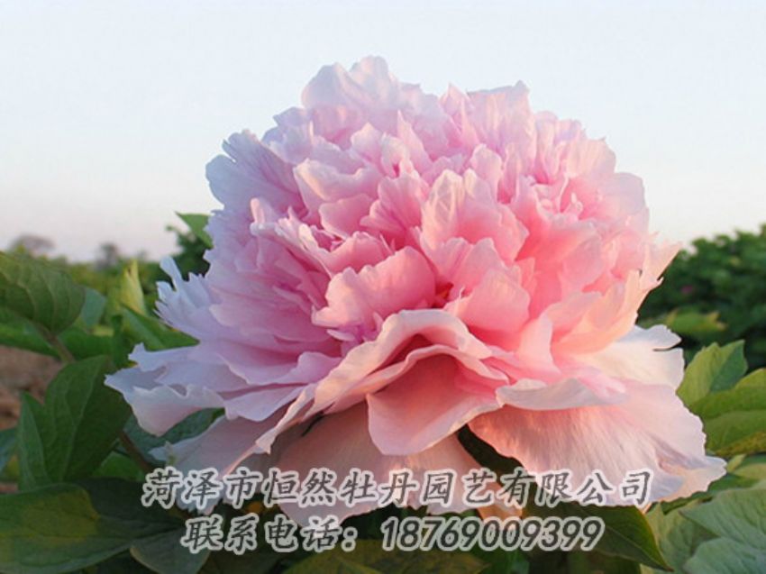 點(diǎn)擊查看詳細(xì)信息<br>標(biāo)題：粉色牡丹 閱讀次數(shù)：2159