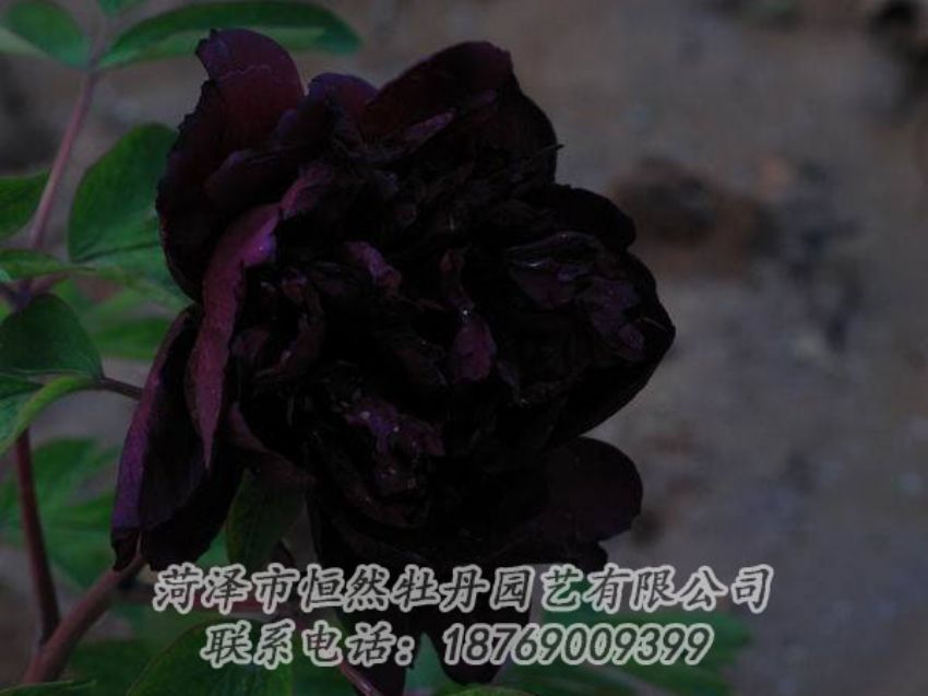 點(diǎn)擊查看詳細(xì)信息<br>標(biāo)題：黑色牡丹 閱讀次數(shù)：2078