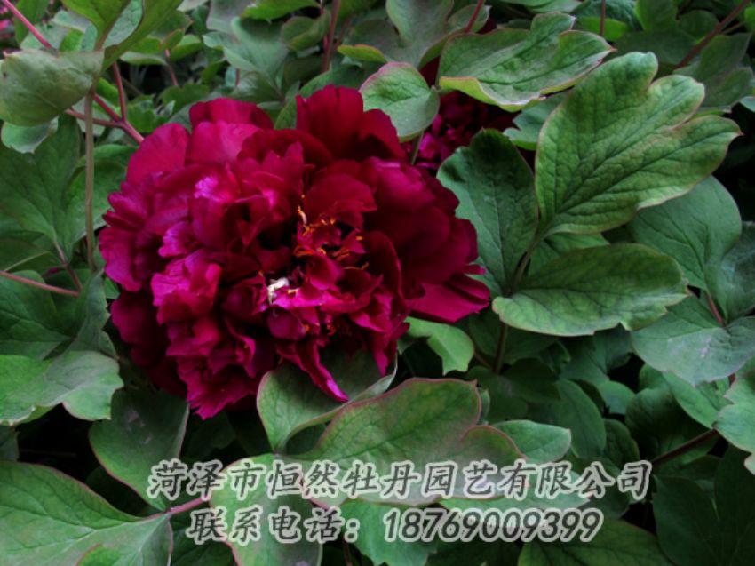 點(diǎn)擊查看詳細(xì)信息<br>標(biāo)題：黑色牡丹 閱讀次數(shù)：2124