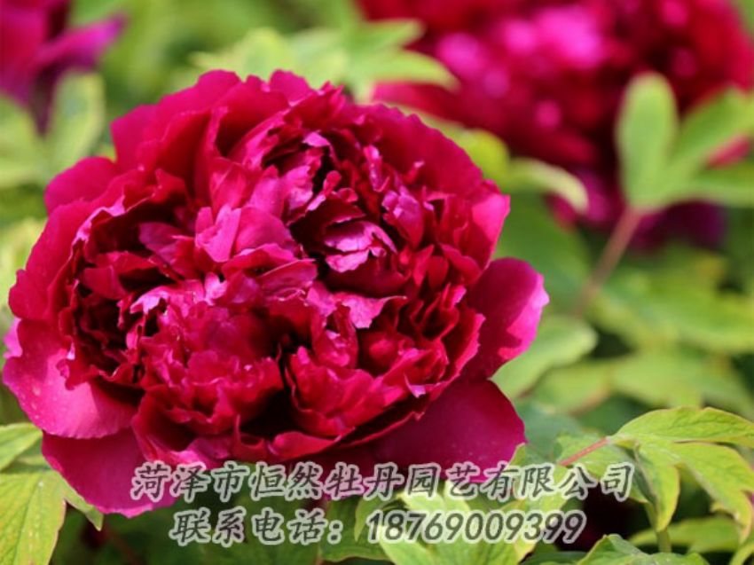 點(diǎn)擊查看詳細(xì)信息<br>標(biāo)題：黑色牡丹 閱讀次數(shù)：2017