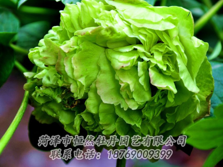 點(diǎn)擊查看詳細(xì)信息<br>標(biāo)題：綠色牡丹 閱讀次數(shù)：2062