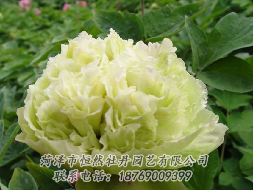 點(diǎn)擊查看詳細(xì)信息<br>標(biāo)題：綠色牡丹 閱讀次數(shù)：2003