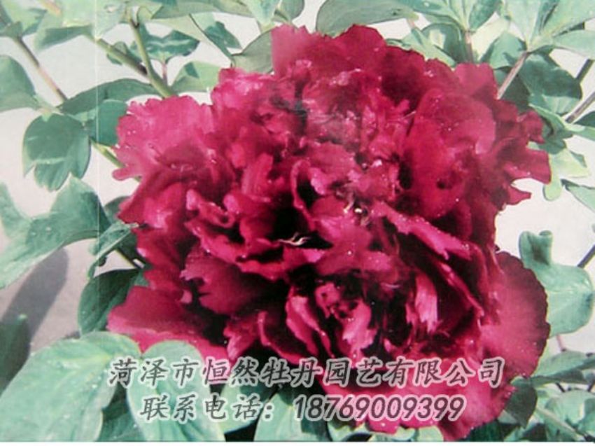 點(diǎn)擊查看詳細(xì)信息<br>標(biāo)題：黑色牡丹 閱讀次數(shù)：2118