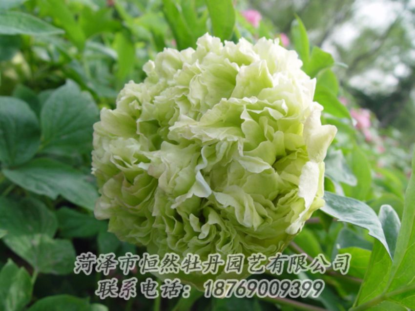 點(diǎn)擊查看詳細(xì)信息<br>標(biāo)題：綠色牡丹 閱讀次數(shù)：2083