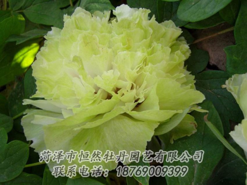 點(diǎn)擊查看詳細(xì)信息<br>標(biāo)題：綠色牡丹 閱讀次數(shù)：2144