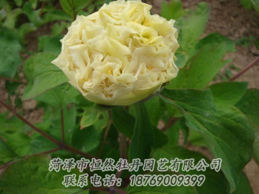 點(diǎn)擊查看詳細(xì)信息<br>標(biāo)題：黃色牡丹 閱讀次數(shù)：2079