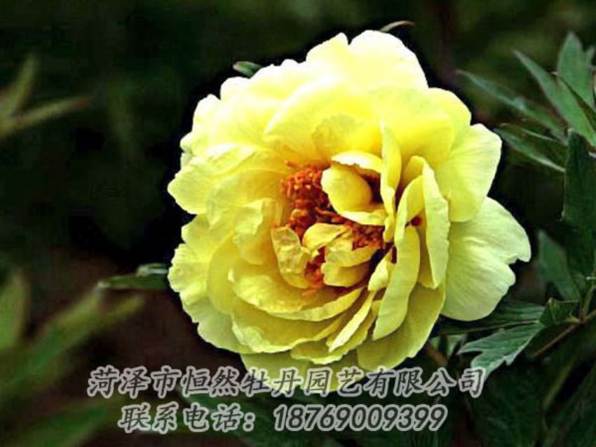 點(diǎn)擊查看詳細(xì)信息<br>標(biāo)題：黃色牡丹 閱讀次數(shù)：1991