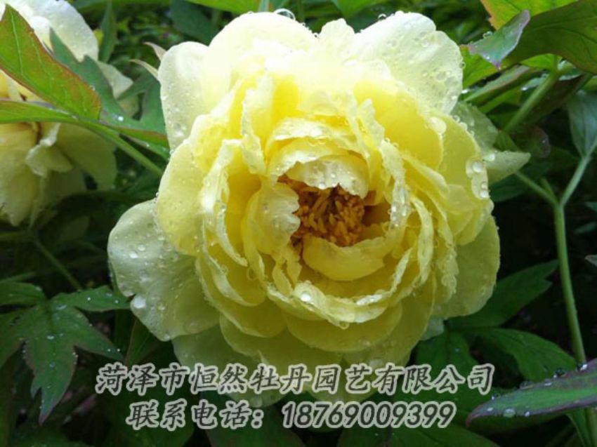 點(diǎn)擊查看詳細(xì)信息<br>標(biāo)題：黃色牡丹 閱讀次數(shù)：1956