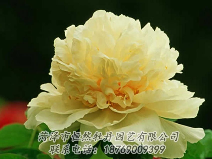 點(diǎn)擊查看詳細(xì)信息<br>標(biāo)題：黃色牡丹 閱讀次數(shù)：2013