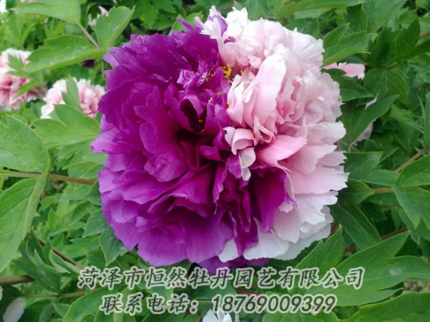 點(diǎn)擊查看詳細(xì)信息<br>標(biāo)題：復(fù)色牡丹 閱讀次數(shù)：2131