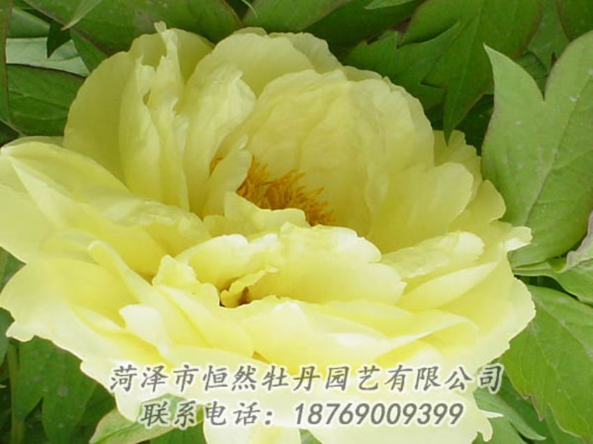 點(diǎn)擊查看詳細(xì)信息<br>標(biāo)題：黃色牡丹 閱讀次數(shù)：2053