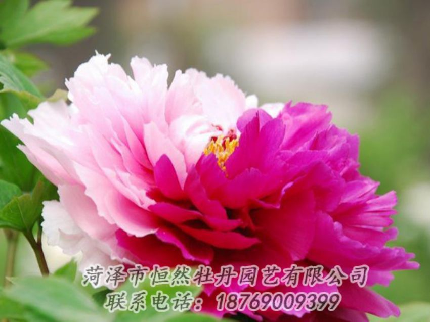 點(diǎn)擊查看詳細(xì)信息<br>標(biāo)題：花二喬 閱讀次數(shù)：2083