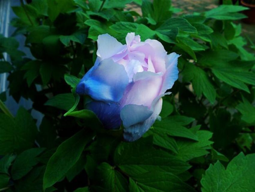 點(diǎn)擊查看詳細(xì)信息<br>標(biāo)題：藍(lán)花魁 閱讀次數(shù)：2314