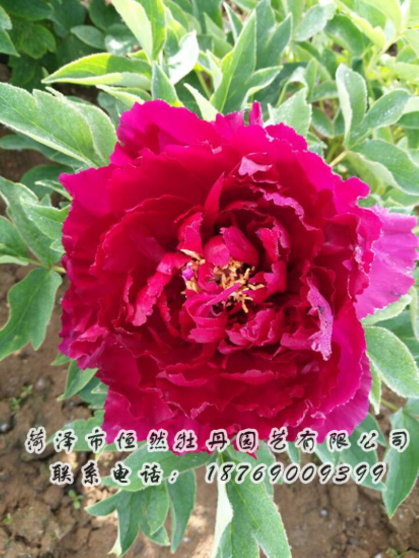 點(diǎn)擊查看詳細(xì)信息<br>標(biāo)題：紅色牡丹 閱讀次數(shù)：1982