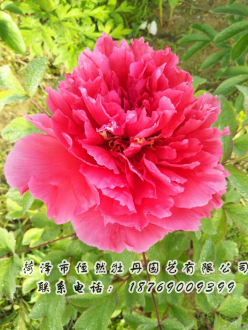 點(diǎn)擊查看詳細(xì)信息<br>標(biāo)題：紅色牡丹 閱讀次數(shù)：2017