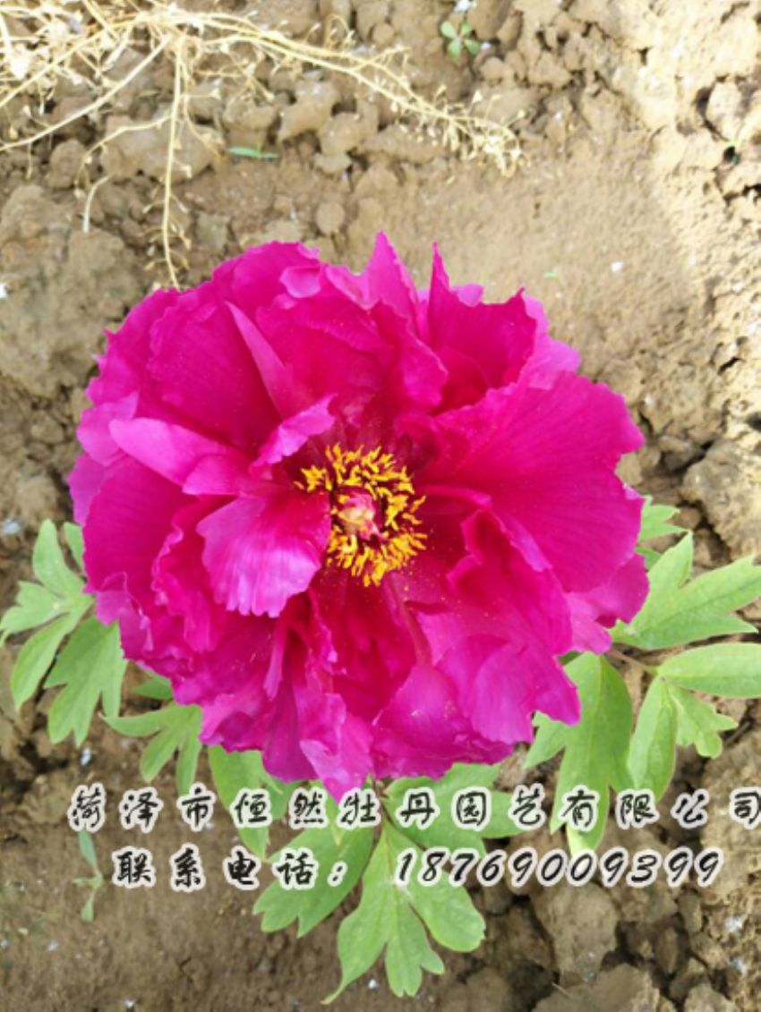 點(diǎn)擊查看詳細(xì)信息<br>標(biāo)題：紅色牡丹 閱讀次數(shù)：2074