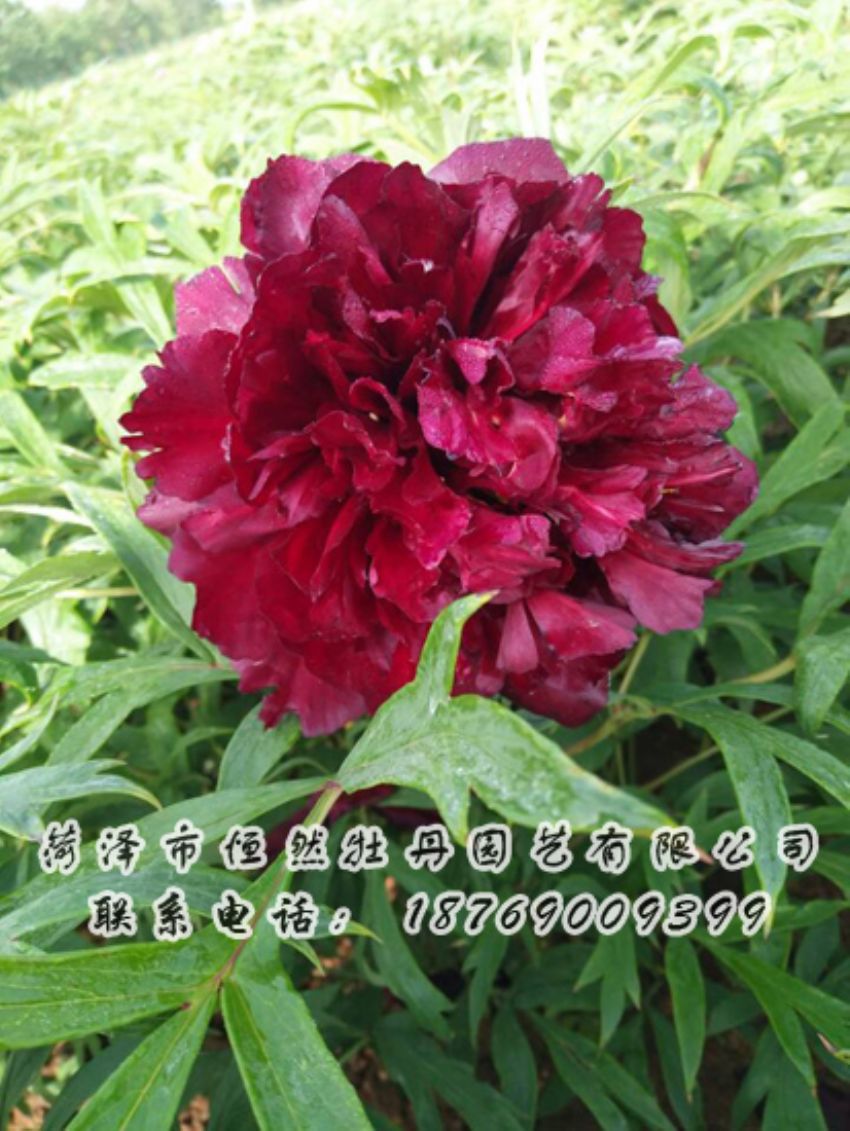 點(diǎn)擊查看詳細(xì)信息<br>標(biāo)題：黑色牡丹 閱讀次數(shù)：2050