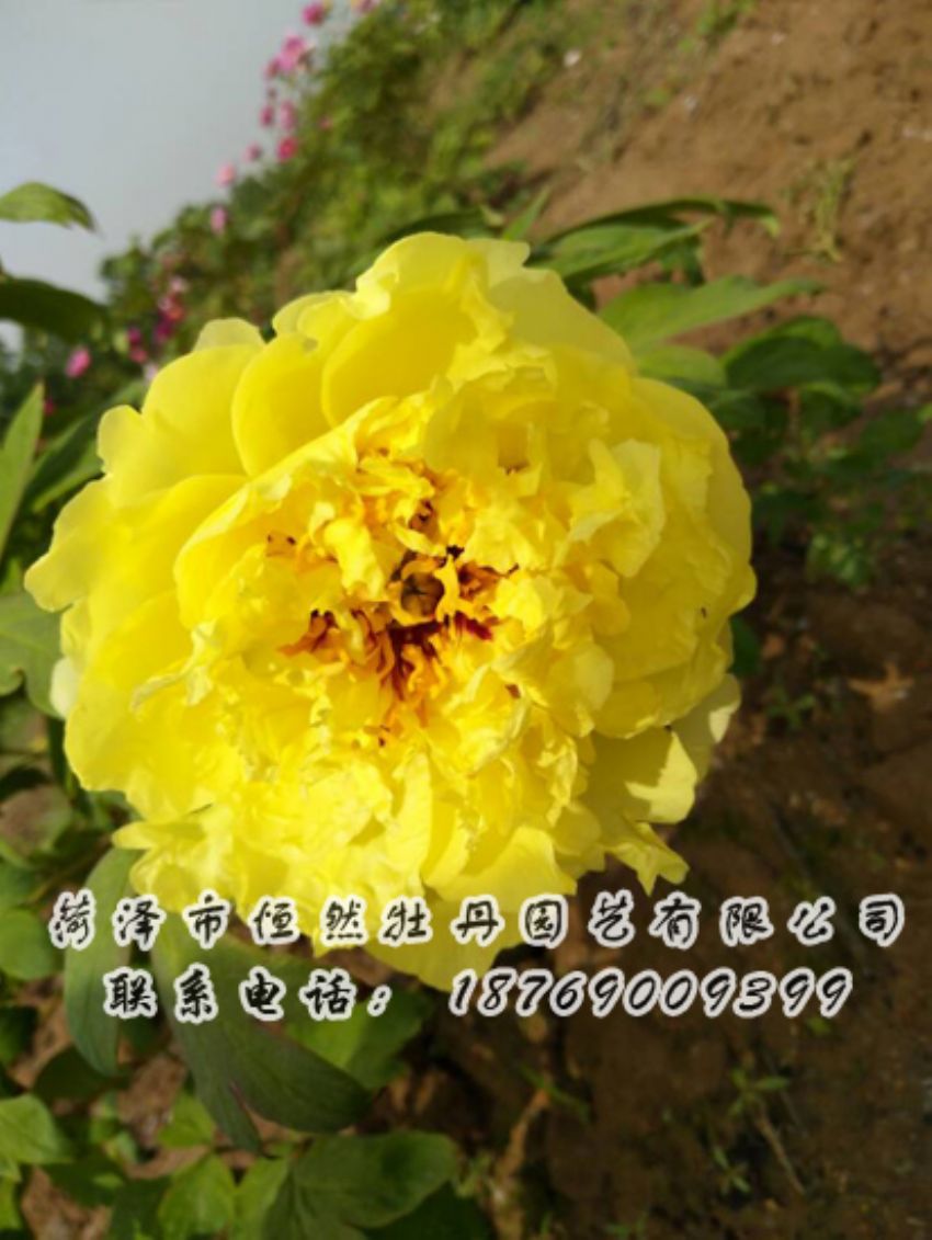 點(diǎn)擊查看詳細(xì)信息<br>標(biāo)題：黃色牡丹 閱讀次數(shù)：2055