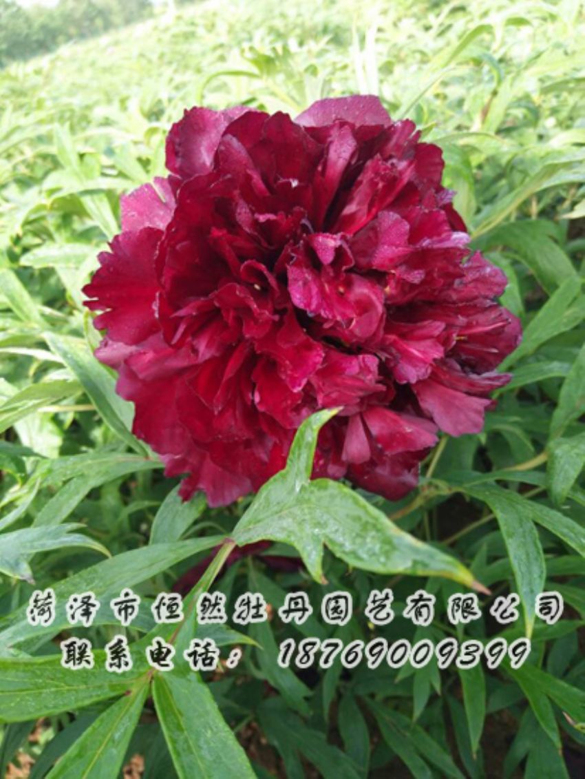 點(diǎn)擊查看詳細(xì)信息<br>標(biāo)題：黑色牡丹 閱讀次數(shù)：1930