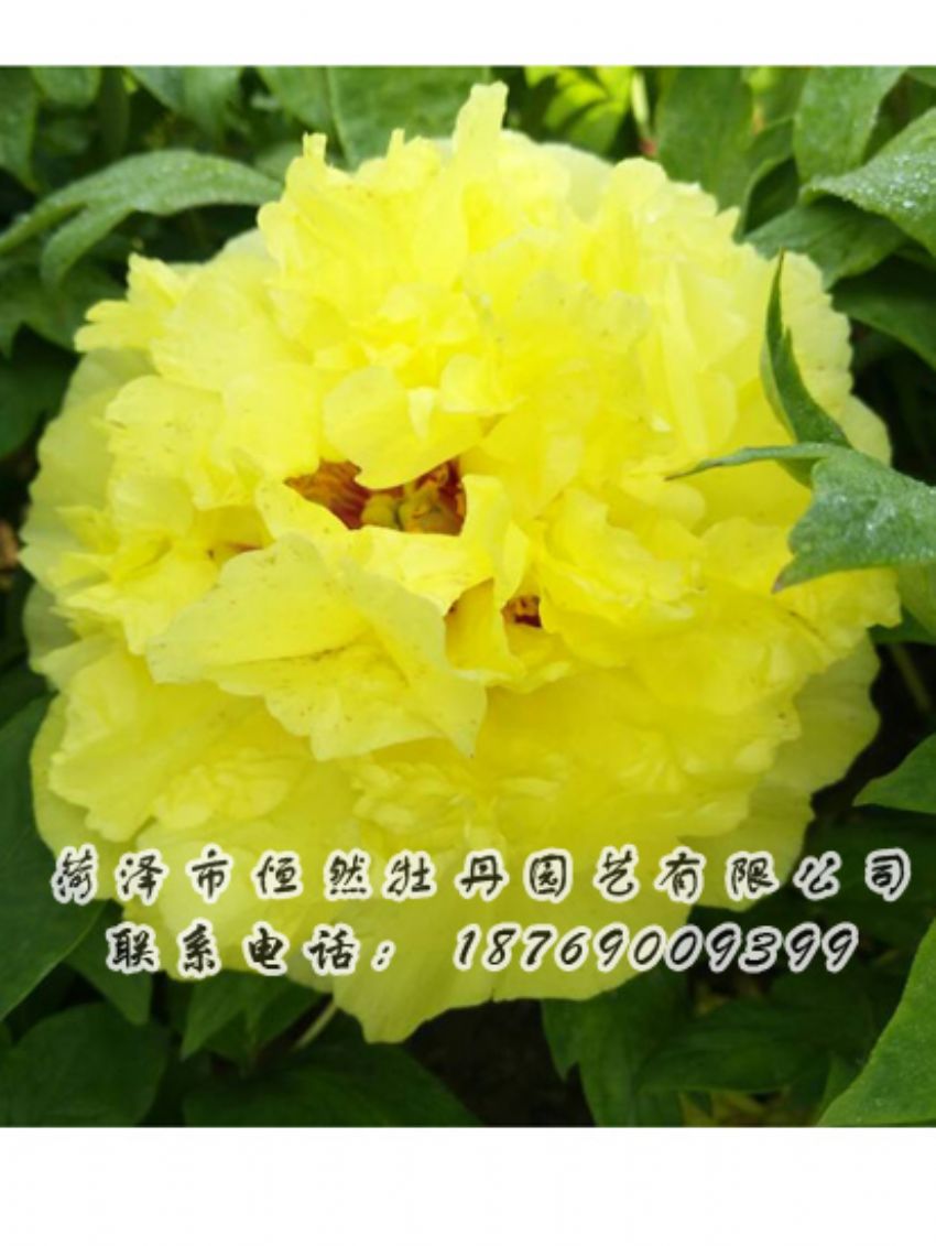 點(diǎn)擊查看詳細(xì)信息<br>標(biāo)題：黃色牡丹 閱讀次數(shù)：2127