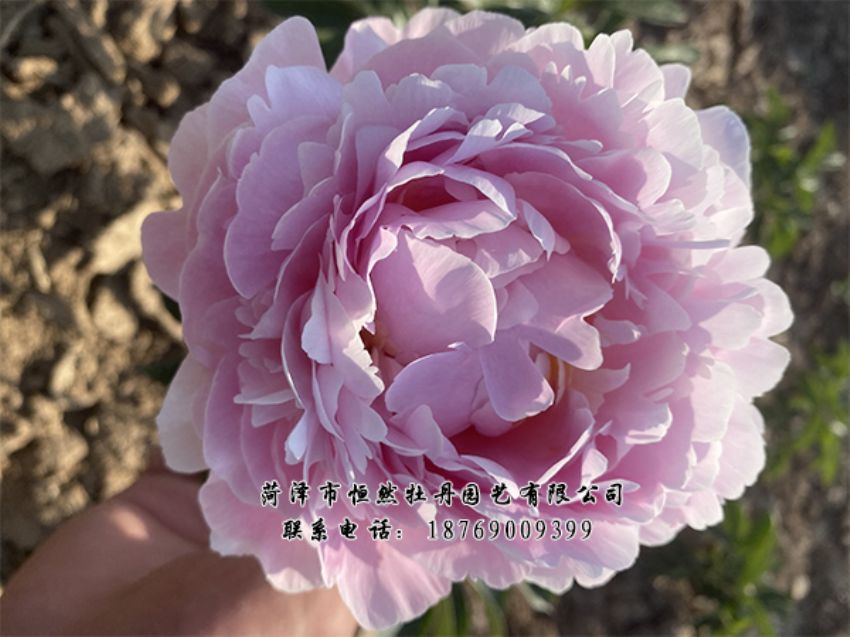 點(diǎn)擊查看詳細(xì)信息<br>標(biāo)題：進(jìn)口芍藥 閱讀次數(shù)：476