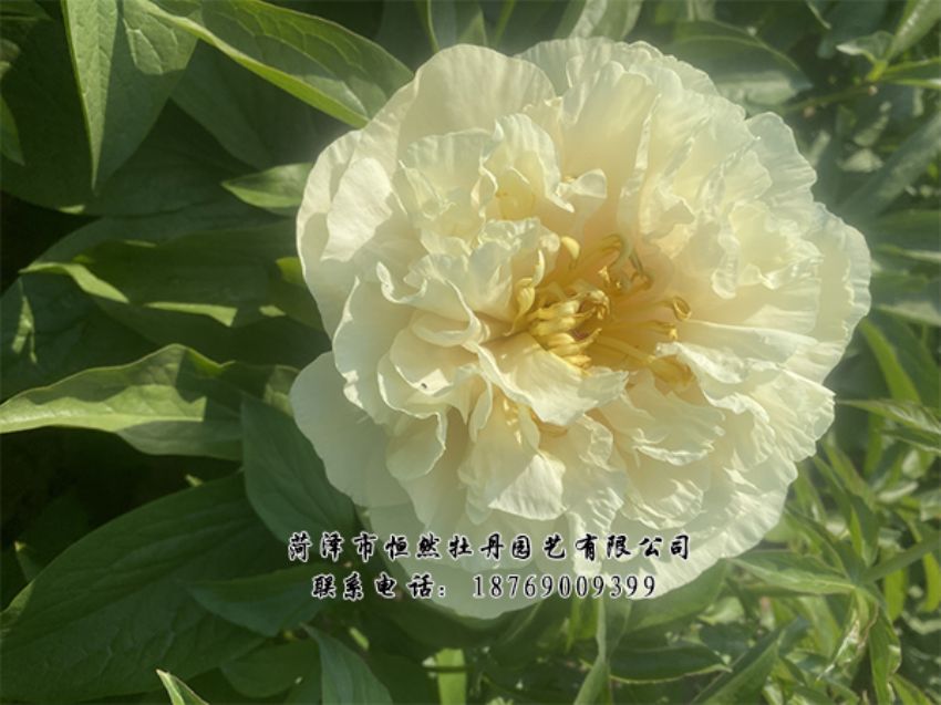 點(diǎn)擊查看詳細(xì)信息<br>標(biāo)題：進(jìn)口芍藥 閱讀次數(shù)：501