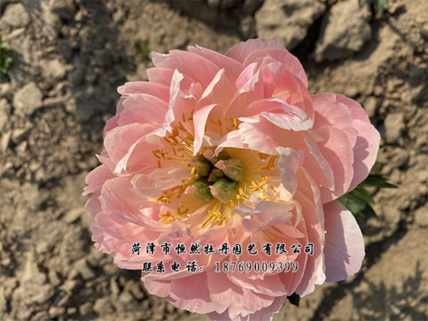 點(diǎn)擊查看詳細(xì)信息<br>標(biāo)題：進(jìn)口芍藥 閱讀次數(shù)：496