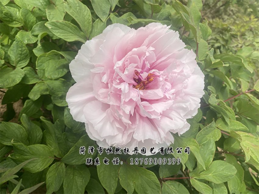 點(diǎn)擊查看詳細(xì)信息<br>標(biāo)題：進(jìn)口芍藥 閱讀次數(shù)：480