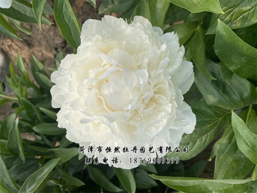 點(diǎn)擊查看詳細(xì)信息<br>標(biāo)題：進(jìn)口芍藥 閱讀次數(shù)：492
