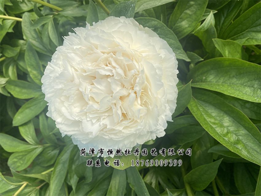 點(diǎn)擊查看詳細(xì)信息<br>標(biāo)題：進(jìn)口芍藥 閱讀次數(shù)：496