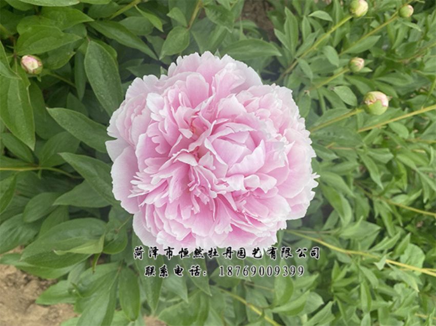 點(diǎn)擊查看詳細(xì)信息<br>標(biāo)題：進(jìn)口芍藥 閱讀次數(shù)：485