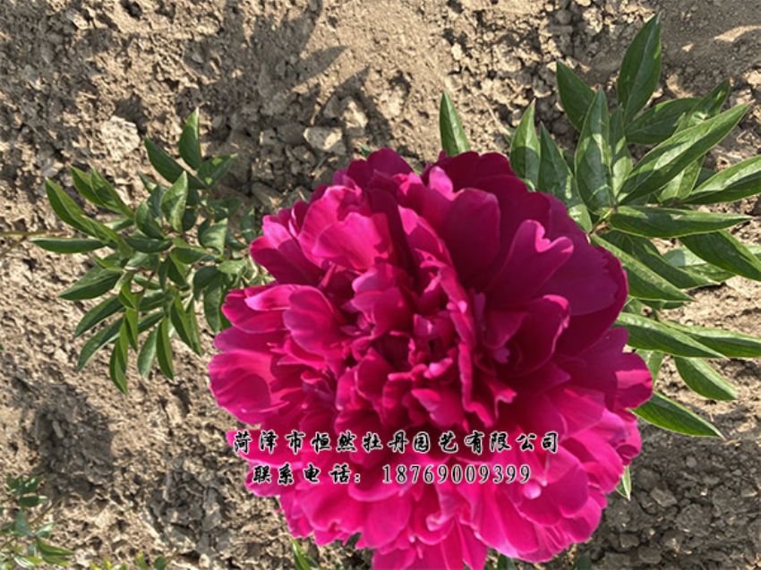 點(diǎn)擊查看詳細(xì)信息<br>標(biāo)題：進(jìn)口芍藥 閱讀次數(shù)：475