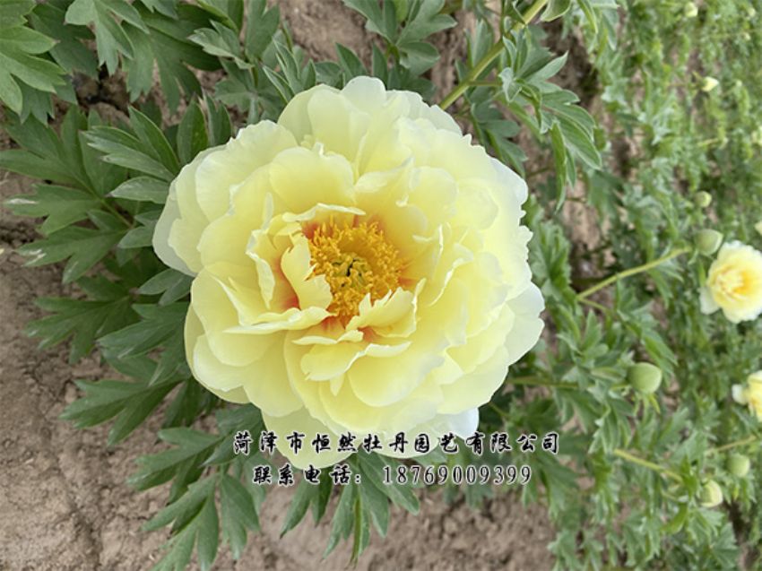 點(diǎn)擊查看詳細(xì)信息<br>標(biāo)題：進(jìn)口芍藥 閱讀次數(shù)：464