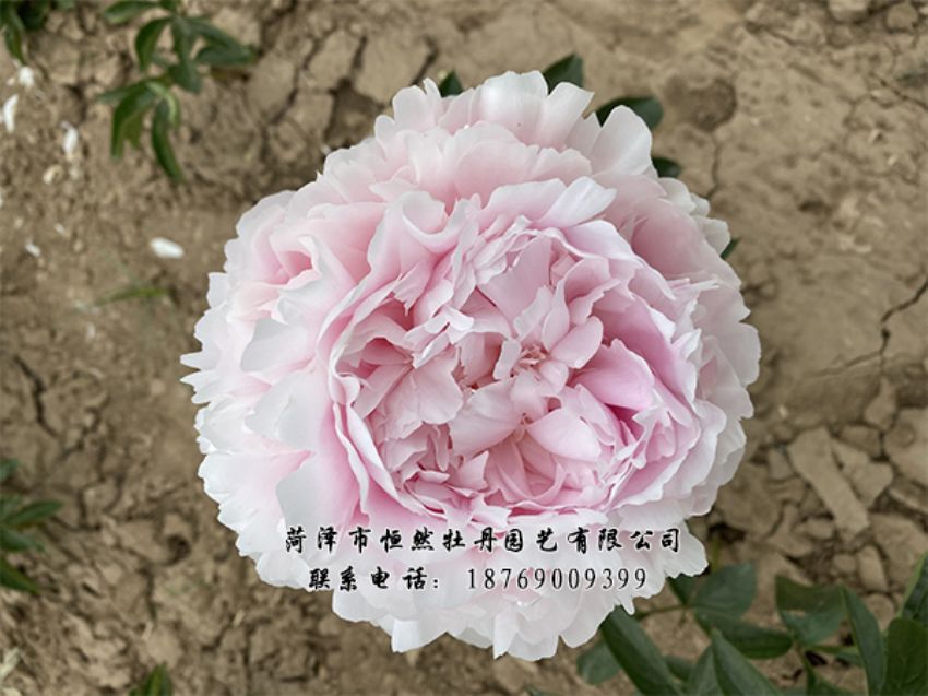 點(diǎn)擊查看詳細(xì)信息<br>標(biāo)題：進(jìn)口芍藥 閱讀次數(shù)：480
