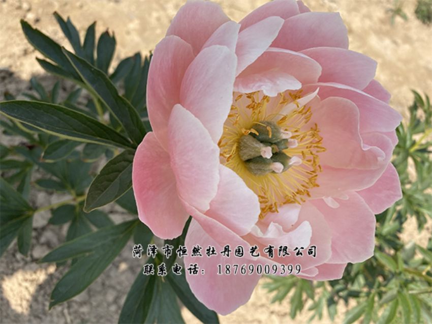 點(diǎn)擊查看詳細(xì)信息<br>標(biāo)題：進(jìn)口芍藥 閱讀次數(shù)：481