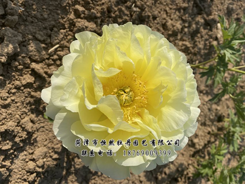 點(diǎn)擊查看詳細(xì)信息<br>標(biāo)題：進(jìn)口芍藥 閱讀次數(shù)：471