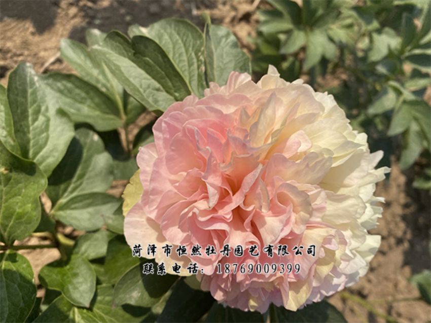 點(diǎn)擊查看詳細(xì)信息<br>標(biāo)題：進(jìn)口芍藥 閱讀次數(shù)：497